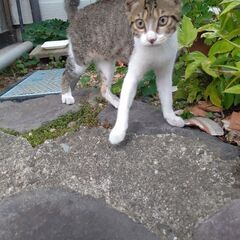 人懐っこいメスの子猫です − 秋田県