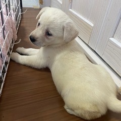 垂れ耳が可愛らしい子犬ちゃん