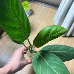 フィカスベンガレンシス（水耕）※一本当たりの画像