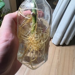 フィカスベンガレンシス（水耕）※一本当たりの画像