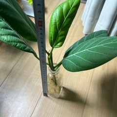 フィカスベンガレンシス（水耕）※一本当たりの画像