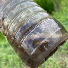 雑魚！とドジョウ！30匹〜