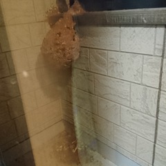 蜂の巣除去
