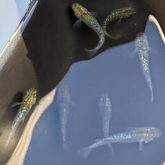 成魚ラメメダカ7匹