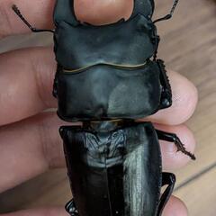 オオクワガタ 新成虫 ペア 阿古谷産