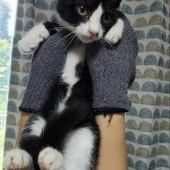 保護猫の里親募集