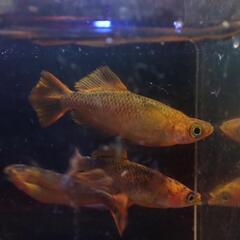 メダカ　飛燕　成魚　5匹　2500円の画像