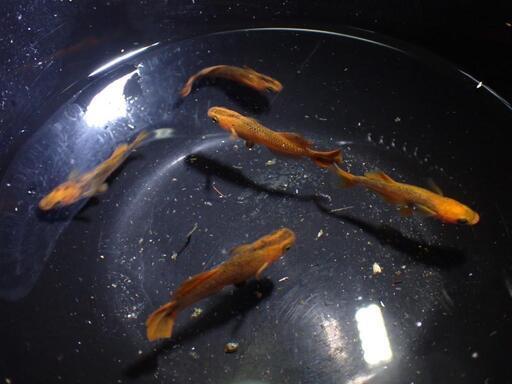メダカ　飛燕　成魚　5匹　2500円