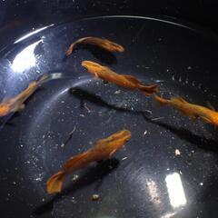 メダカ　飛燕　成魚　5匹　2500円