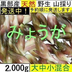 すぐにお渡しできます♪黒部峡谷の天然みょうが・ミョウガ・冥加 2...