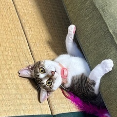 遊ぶの大好きな女の子♥️里親急募