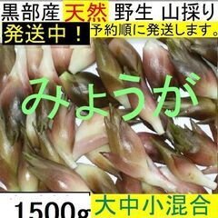 すぐにお渡しできます♪黒部峡谷の天然みょうが・ミョウガ・冥加 1...