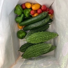 夏野菜　家庭菜園
