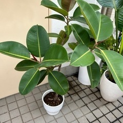 観葉植物ゴムの木