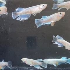 (決まりました)上物エメキン白 10匹セット  