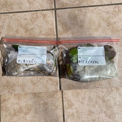 睡蓮　決まりました。