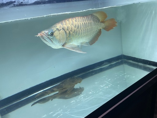 お譲り先決定‼️‼️大型水槽　水槽用品 1200アクリル水槽　1200×600×600(H) アクリル水槽フルセット