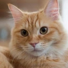 【代理】マンチカン雄７歳　寂しがり屋の甘えん坊