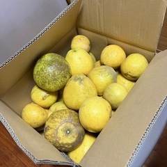 食品　 （受け付け終了　）
残り1袋　愛媛産　河内晩柑1.5キロ