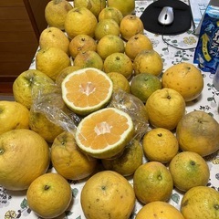 食品　 （受け付け終了　）
残り1袋　愛媛産　河内晩柑1.5キロの画像