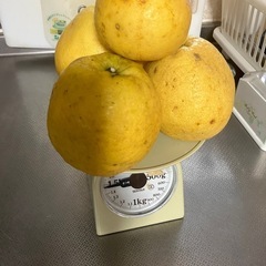 食品　 （受け付け終了　）
残り1袋　愛媛産　河内晩柑1.5キロの画像