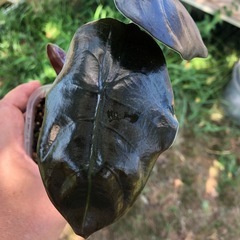☘ ̖́-Alocasia cuprea☘ ̖́-の画像