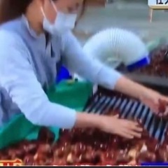 栗の選別作業アルバイト募集の画像
