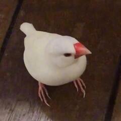 白文鳥探してます。