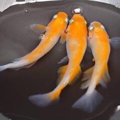 めだか　紅白　王華　月華　花魁　サファイア