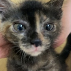 サビ猫ちゃん　　メスです。元気いっぱいです。