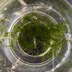 ミナミヌマエビ🦐10匹