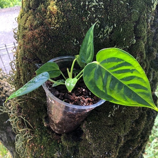 ?.∘Anthurium veitchii?.∘