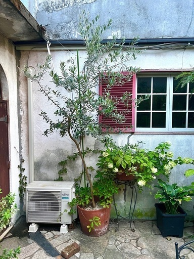 [植物売ります] オリーブ チプレッシーノ