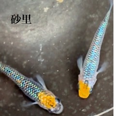 砂里　1匹150円　ラメ　メダカ　めだか
