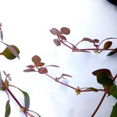 ルドウィジア sp. スーパーレッド（1本）の画像