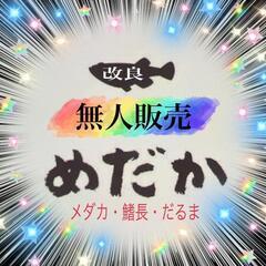 ８月１０日(土)メダカ無人販売　めだか掬い　ワンコインSALE　...
