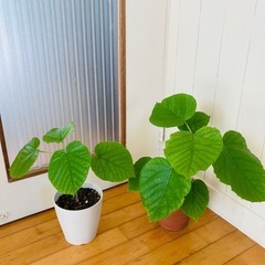 13日迄 ウンベラータ 2鉢あります