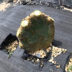 多肉植物 オプンチア 各種