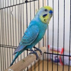 ビリーとデニーに優しい家を探しています - セキセイインコ 2 羽