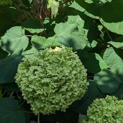 【８月18日まで】紫陽花　アナベル　切り花　ドライフラワー
