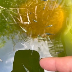 緑光墨武メダカ