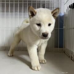 白柴　元気で活発な子犬　２か月