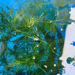 青メダカの稚魚