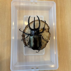 アトラスオオカブト　オス