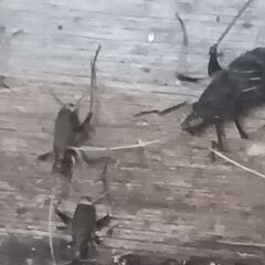 鈴虫を飼いませんか