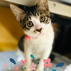 家族が出来ました🎵　キジ白女子　ぱっちりおめめ♥️　　　　　プリ...