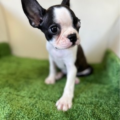 大人気犬種‼️ボストンテリア🐾