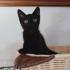 カギしっぽ★ヤンチャで人懐っこい黒猫くんです！