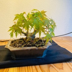 盆栽 小品 もみじ 紅葉の画像