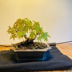 盆栽 小品 もみじ 紅葉の画像